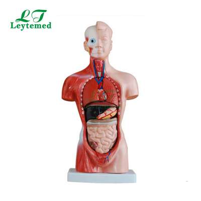 LTM203 15 Parts 26CM medical human body Torso anatomical model