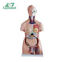 LTM208 40 Parts Unisex human Torso model 85CM