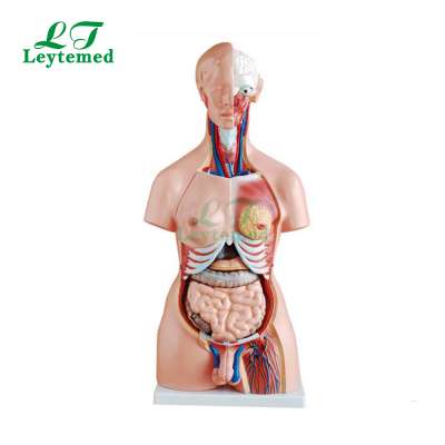 LTM204 85CM 23 Parts human anatomical Unisex Torso teaching model