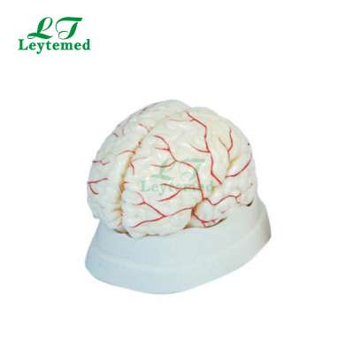 LTM308 Brain educational teaching model with Arteries