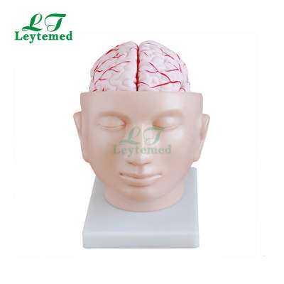 LTM318A human Brain model with Arteries on Head