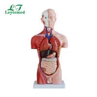 LTM202A 42CM 13 parts Male Torso Anatomical model