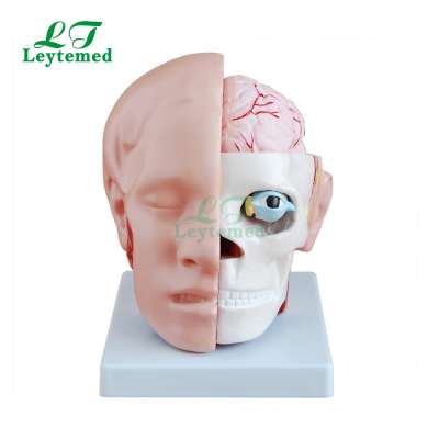 LTM318B plastic medical human Brain model