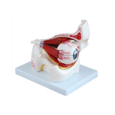 LTM316B plastic Eye anatomy model with Orbit