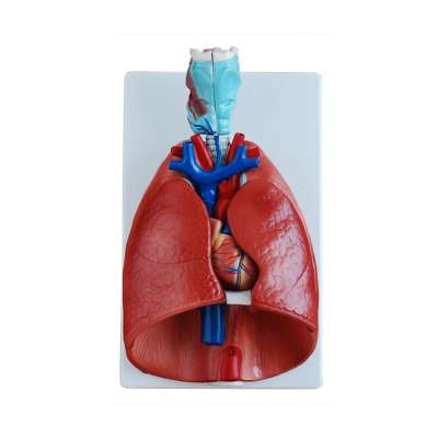 LTM320 Larynx Heart Lung Model